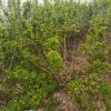天目瓊花1.5米高