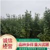基地批發供應叢生木槿 庭院觀賞工程綠化用叢生木槿 量大從優
