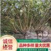基地出售紅葉碧桃 工程綠化庭院用紅葉碧桃 現貨批發碧桃樹