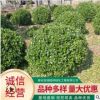 基地直供工程園林綠化 衛矛球四季常青植物 批發衛矛球量大從優