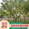 苗木基地直供金枝槐 工程綠化觀賞矮桿金枝槐 造型金枝槐批發