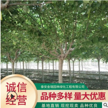 基地批發櫻花樹 園林現挖現賣日本晚櫻 綠化櫻花樹規格齊全