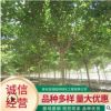 早櫻樹木批發 山東園林綠化觀賞櫻花樹 南北方種植批發早櫻