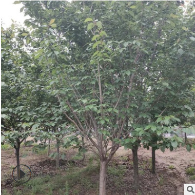 基地直銷紫葉碧桃 庭院綠化工程用紫葉碧桃 現貨批發各種規格碧桃