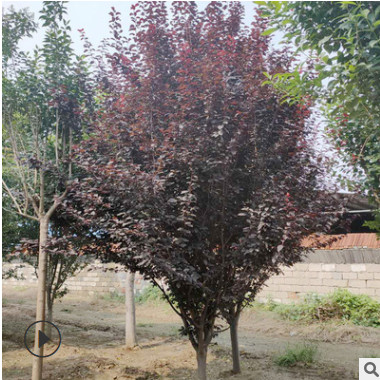 紫葉李基地直銷 規格多樣現挖現賣 工程行道綠化樹木紫葉李