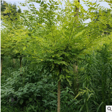 基地園林銷售金枝槐 園林工程綠化樹苗 行道風景苗金枝槐