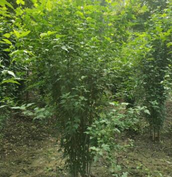 廠家批發紅叢生木槿 庭院街道使用 現貨 綠化工程叢生木槿