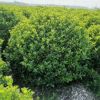廠家出售衛矛球 規格多樣庭院綠籬植物 園林工程綠化村