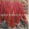 供應(yīng)綠化苗木 與常綠喬木相間種植，得紅綠相映之效果 紅瑞木