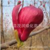 嫁接玉蘭苗 玉蘭樹苗批發 黃紫玉蘭白玉蘭 玉蘭小苗園林綠化樹苗
