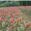 四季常青 香花類植物盆栽 桂花苗 金桂30-120厘米高以上