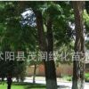 刺槐苗 刺槐樹苗 洋槐、刺兒槐量大批發