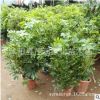 室內擺放盆栽凈化空氣植物空氣吸收甲醇八方招財樹鴨腳木鴨掌木
