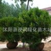茂潤綠化苗木場綠籬植物 瓜子黃楊球 另有各種大球