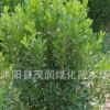 茂潤綠化苗木場綠籬植物 瓜子黃楊球 另有各種大球