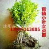 苗圃價綠化綠籬苗 小葉女貞綠化苗50厘米高以上只賣0.25元