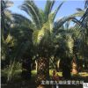 福建 加拿利海棗 海棗樹 加拿利海棗價格 加拿利海棗小苗 批發