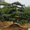 五針?biāo)稍煨蜆渲变N五針?biāo)蓸涿缇G化苗木色塊綠籬庭院觀賞四季常青