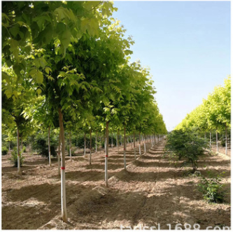 基地大量出售金葉白蠟8-12公分金葉白蠟金葉白蠟種植金葉白蠟綠化