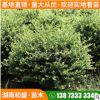 批發(fā)湖南龜甲冬青球工程綠化冬青球常綠型灌木黃楊球行道綠化地被