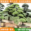 現(xiàn)貨出售真柏樹盆景四季常青造型真柏樁景別墅庭院綠化景觀植物