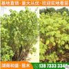 批發(fā)湖南木芙蓉樹苗園林景觀叢生木芙蓉景觀工程花卉植物量大價(jià)優(yōu)
