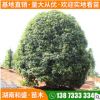 瀏陽苗圃銀杏樹苗園林庭蔭樹公路綠化銀杏喬木量大優(yōu)惠批發(fā)