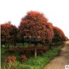 湖南苗圃直供造型紅葉石楠高桿紅羅賓道路綠化紅葉石楠樹量大價(jià)優(yōu)