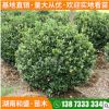 批發(fā)大葉黃楊球四季常綠籬大葉黃楊樹柱綠化行道樹造型黃楊盆景