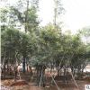 湖南和盛苗圃 紅楓 露地園林植物常綠濕地綠化盆栽紅楓苗批發(fā)