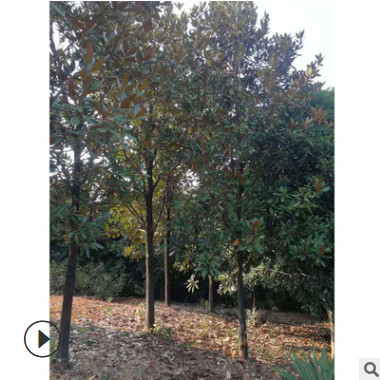 庭院植被廣玉蘭樹苗10 15 20公分行道樹廣玉蘭常綠性喬木玉蘭樹