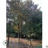 庭院植被廣玉蘭樹苗10 15 20公分行道樹廣玉蘭常綠性喬木玉蘭樹