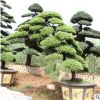 批發(fā)真柏盆景別墅庭院花園真柏樁室內(nèi)外綠化盆栽四季常青樹樁