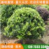 湖南和盛苗圃 金森女貞球 市政公園 園林道路綠化工程灌木批發(fā)