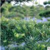 基地直供造型羅漢松盆景樹工程園林綠化羅漢松樹苗 喬木可批發(fā)