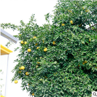 基地直供香櫞樹庭院植物 香緣樹苗 香泡樹 柑枸櫞 可批發(fā)