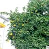 基地直供香櫞樹庭院植物 香緣樹苗 香泡樹 柑枸櫞 可批發(fā)
