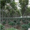 基地直供工程綠地苗木欒樹批發(fā)公園道路高桿樹 喬木欒樹苗 行道樹