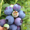 藍莓優質果實