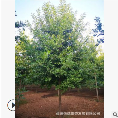 供應2-9公分紅橡娜塔櫟【20元起】，十二年誠信通企業，值得信任
