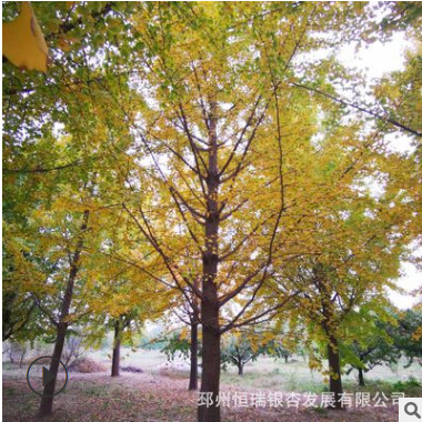 苗圃供應寶塔形32公分銀杏樹小苗大樹庭院風景樹園林綠化植物行道