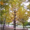 苗圃供應寶塔形32公分銀杏樹小苗大樹庭院風景樹園林綠化植物行道