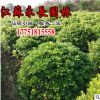 基地直供海桐球耐鹽耐堿四季常青公園觀賞點綴規(guī)格齊全海桐球苗
