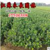 基地直供大葉黃楊工程苗常綠植物四季常青裝飾規(guī)格齊全大葉黃楊苗