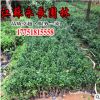 直供七里香綠化花木氣味芳香室內(nèi)盆栽觀賞裝飾點綴規(guī)格齊全七里香