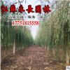 直供垂柳樹苗四季常青綠化苗木行道點綴美化環(huán)境規(guī)格齊全垂柳樹苗