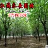 基地直供速生白蠟樹苗行道庭蔭樹庭院觀賞點綴美化規(guī)格齊全白蠟苗