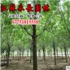 直供造型小葉女貞樹苗四季常青裝飾點綴美化規格齊全造型小葉女貞