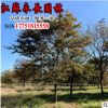 基地低價批發櫸樹 櫸樹苗 櫸樹樹苗 規格齊全 量大從優 易成活