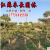 基地直供 造型黑松庭院種植裝飾點綴四季常青規格齊全黑松樹苗